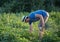 Farmer harvesting onion on the field