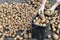 Farmer harvesting organic potatoes