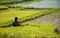 Farmer harvesting paddy field . Assam rice fields.