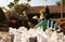 Farmer harvesting paddy grain by threshing machine