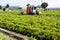 farmer harvesting peanut on agriculture plantation