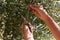 Farmer is harvesting and picking olives on olive farm.