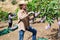 Farmer harvesting ripe mangoes in fruit garden