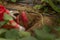 Farmer harvesting sweet potato at farm