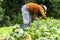 Farmer harvests beetroot from her garden at a family farm