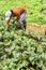 Farmer harvests beetroot from her garden at a family farm