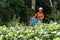 Farmer harvests beetroot from her garden at a family farm in the municipality of Apiai