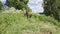 The farmer harvests the beveled grass for the livestock feed