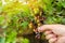 A farmer harvests blackcurrant in the garden. Summer healthy harvest. Berry harvesting. Selective focus