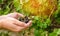 A farmer harvests blackcurrant in the garden. Summer healthy harvest. Berry harvesting. Selective focus