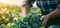 A farmer harvests broccoli in a field on a sunny day. Freshly picked vegetables. Agriculture and farming