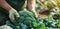 A farmer harvests broccoli in a field on a sunny day. Freshly picked vegetables. Agriculture and farming