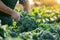 A farmer harvests broccoli in a field on a sunny day. Freshly picked vegetables. Agriculture and farming