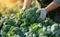 A farmer harvests broccoli in a field on a sunny day. Freshly picked vegetables. Agriculture and farming