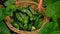 A farmer harvests cucumbers in a greenhouse. Selective focus.