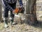 The farmer harvests firewood for the winter