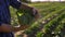 Farmer harvests a fresh crop of cabbage at his farm field.