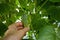 A farmer harvests fresh fragrant cucumbers in a greenhouse