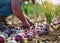 A farmer harvests freshly harvested onions in a field on a sunny day. Agriculture and farming. Organic vegetables