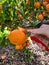 Farmer harvests mandarin ripe fruits