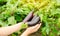 The farmer harvests ripe eggplants in the field. Growing fresh organic vegetables on the farm. Aubergine. Solanum melongena L.