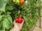 Farmer harvests ripe red tomatoes in greenhouse