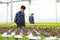 A farmer harvests veggies from a hydroponics garden. organic fresh grown vegetables and farmers laboring in a greenhouse with a