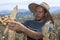 Farmer with hat on a sunny day ripening corn cobs