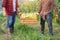 The farmer helped to raise the crates containing sweet corn harvested in the corn fields. Farmers harvest sweet corn  in the corn