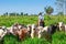 Farmer and herd of cattle in Brazil