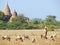 A farmer herding goats on a field at Bagan, Myanmar with a backdrop of ancient pagodas and green vegetation