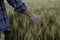 Farmer and his harvest. A farmer walks through a wheat field , touches spikelets with his hand and checks the crop. Rich harvest.