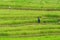 Farmer with his machete and dog following walk along the levels of a terraced rice field