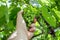 Farmer in his Vineyard Checking and Protecting his products, Grape Fruit in Farm and Product for Wine