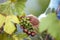 Farmer in his vineyard checking and protecting his products, grape fruit in Farm and product for wine.