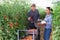 Farmer with Hispanic wife harvesting tomatoes in greenhouse