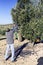 Farmer hitting tree with a stick during the collection