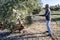 Farmer hitting tree with a stick during the collection