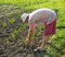 Farmer hoeing vegetable garden