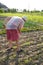 Farmer hoeing vegetable garden