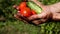 Farmer hold in hands vegetables.