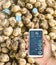 Farmer hold a smartphone on a background of a fresh potatoes. Agricultural startup. Automation and crop quality improvement. High