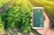 Farmer hold a smartphone on a background of a potato plantation. Smart agriculture concept. Agricultural startup. Automation and