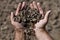 Farmer hold soil. Soil for gardening. Organic gardening. Agriculture concept. Gardening season.