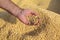 Farmer hold soy bean crop after harvest