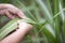 A farmer hold the sugarcane leaf in the sugarcane field