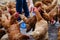 Farmer holding animal feed in white bowl for many chicken hen.