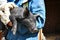 Farmer Holding a Baby Piglet