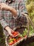 Farmer holding a basket with fresh picked vegetables