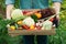 Farmer holding a basket full of harvest organic vegetables and root in the garden. Autumn holiday Thanksgiving.